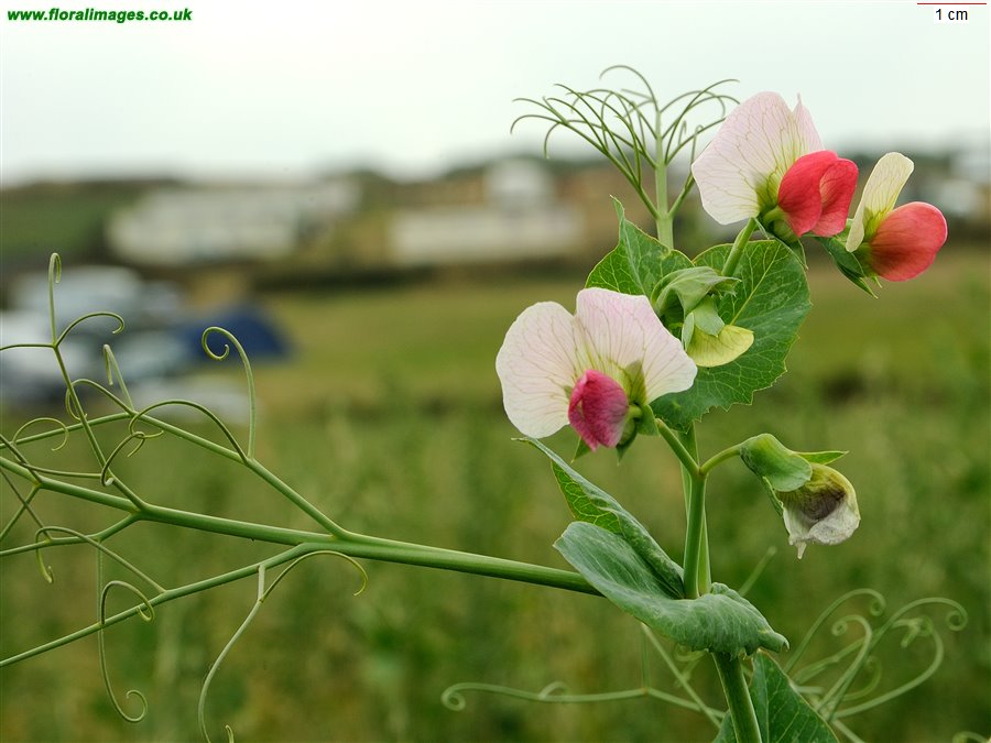 Lathyrus oleraceus