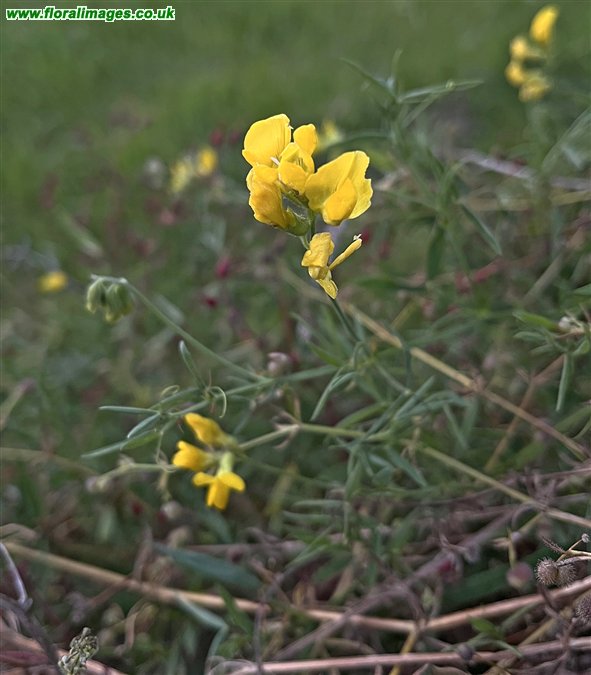 Lathyrus pratensis