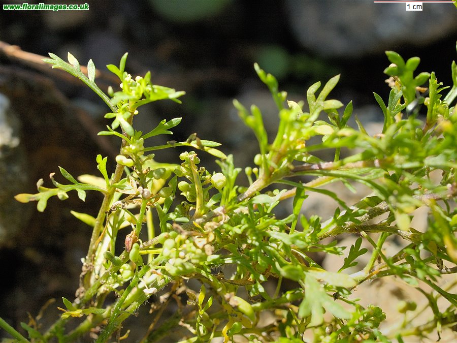 Lepidium didymum