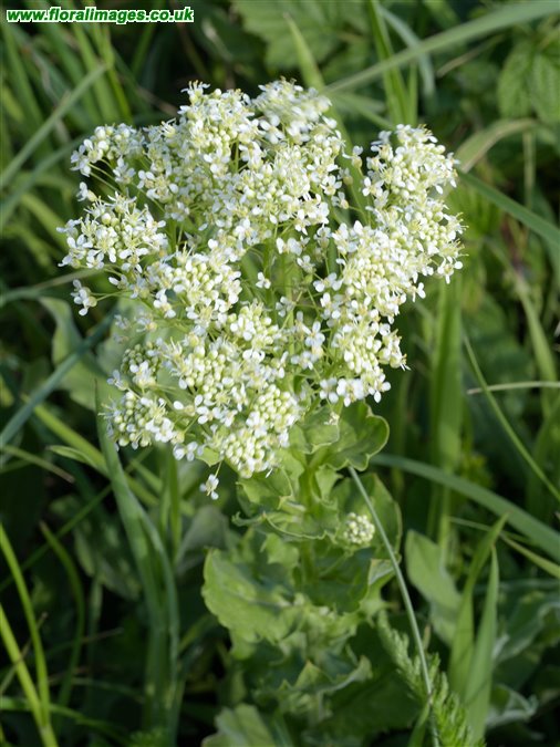 Lepidium draba