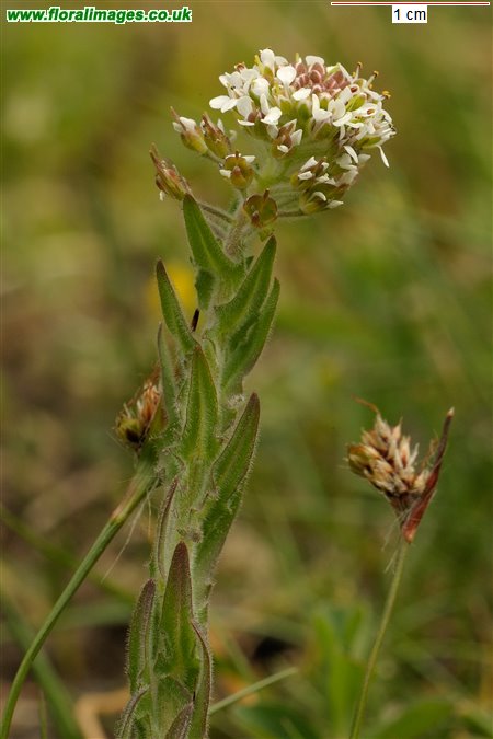 Lepidium heterophyllum
