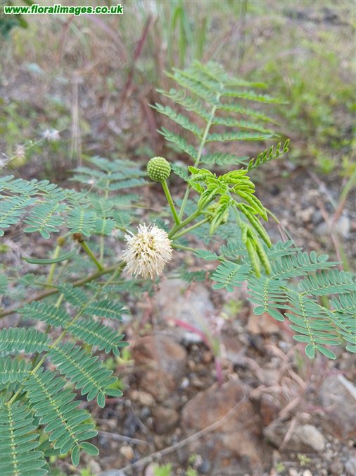 Leucaena leucocephala