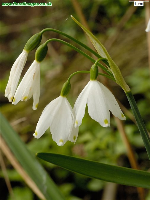 Leucojum aestivum