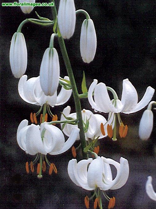 Lilium martagon