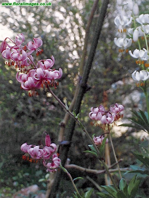 Lilium martagon