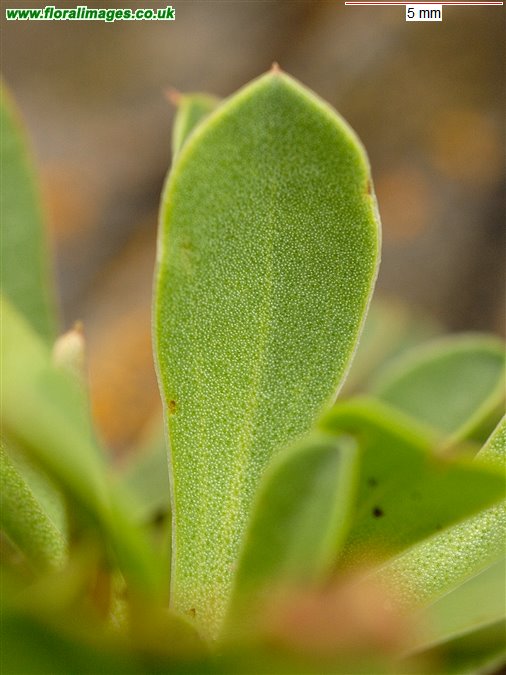 Limonium binervosum agg.
