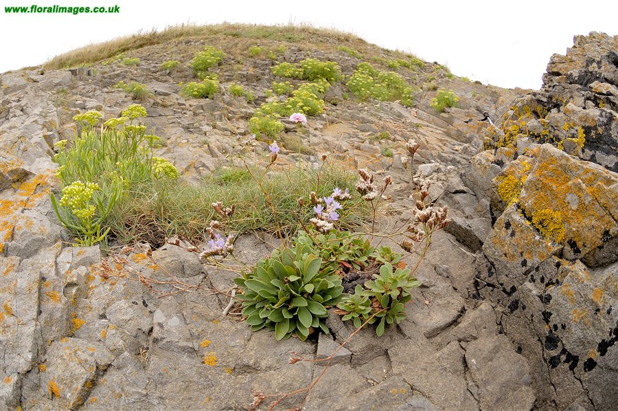 Limonium binervosum agg.