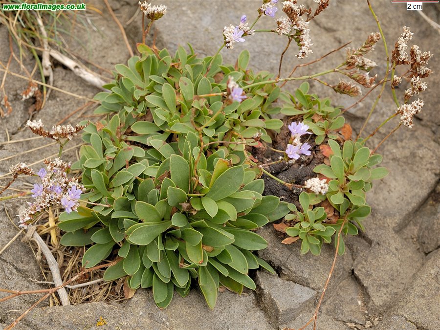 Limonium binervosum agg.