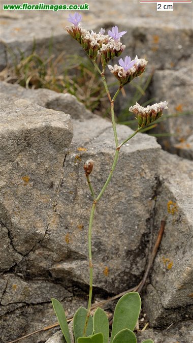 Limonium binervosum agg.