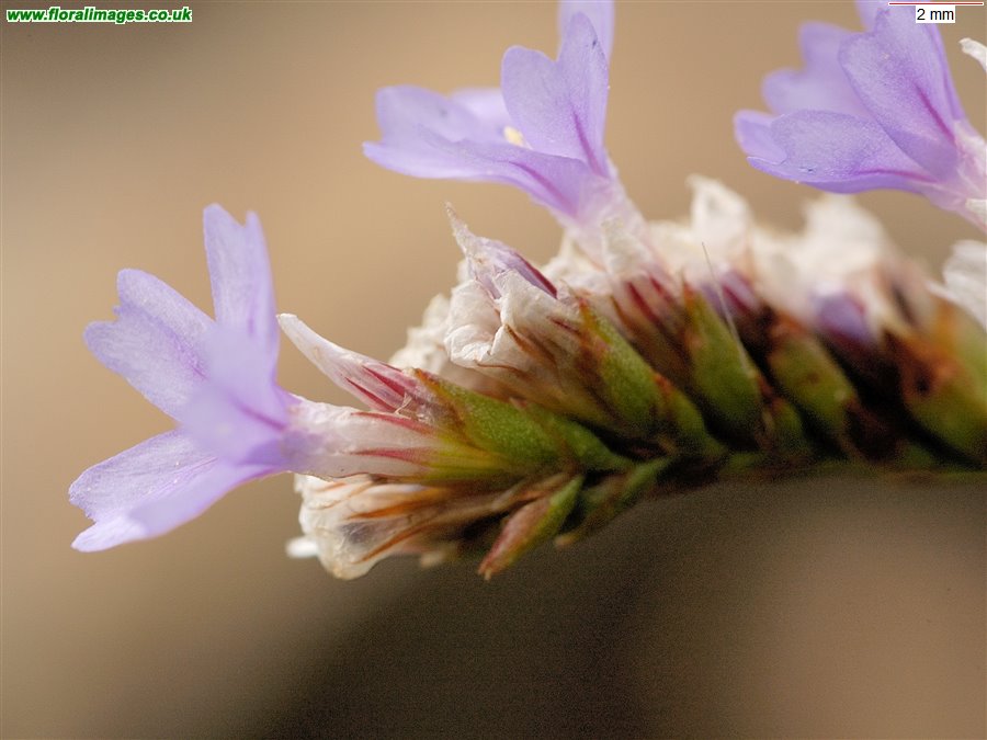 Limonium binervosum agg.