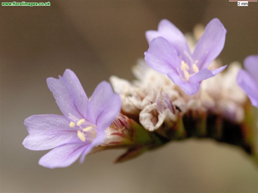 Limonium binervosum agg.