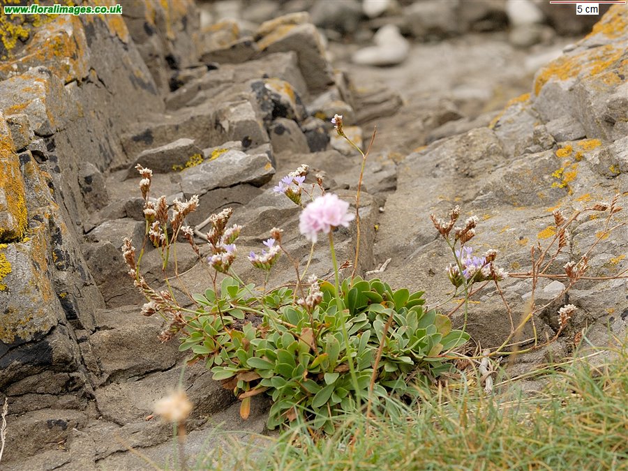 Limonium binervosum agg.