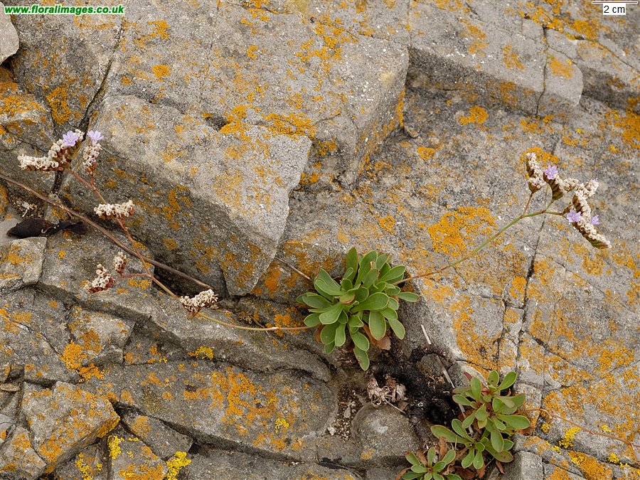 Limonium binervosum agg.