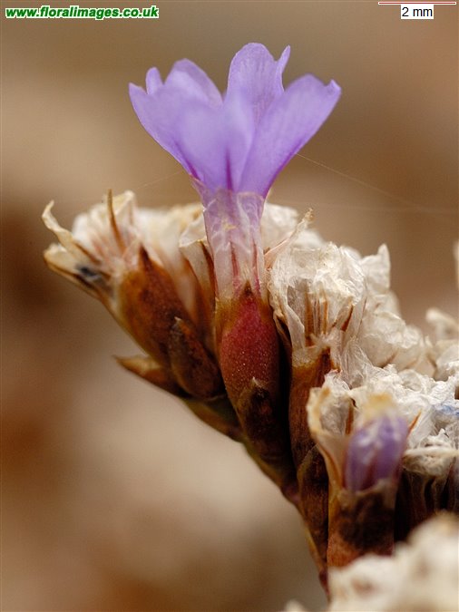 Limonium binervosum agg.