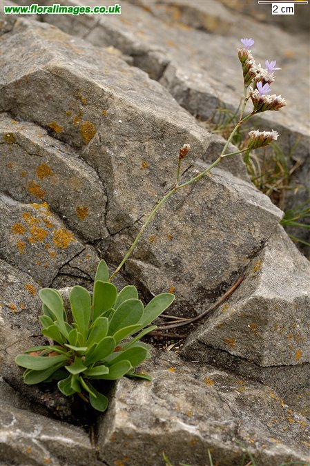 Limonium binervosum agg.