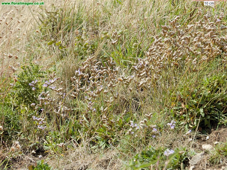 Limonium binervosum agg.