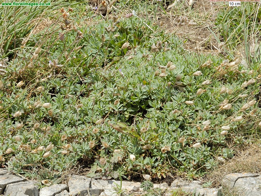 Limonium binervosum agg.