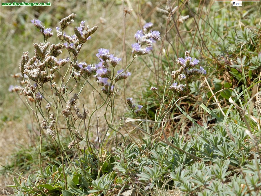 Limonium binervosum agg.