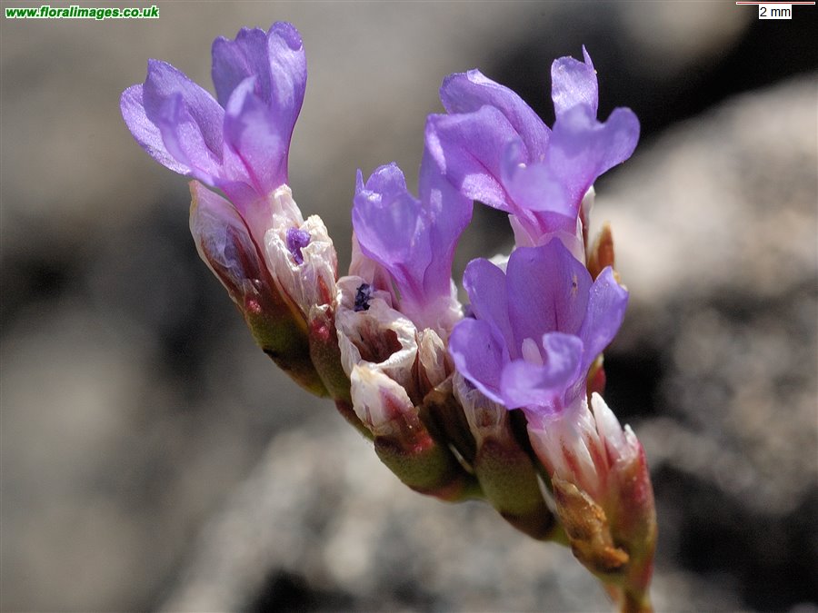 Limonium binervosum agg.