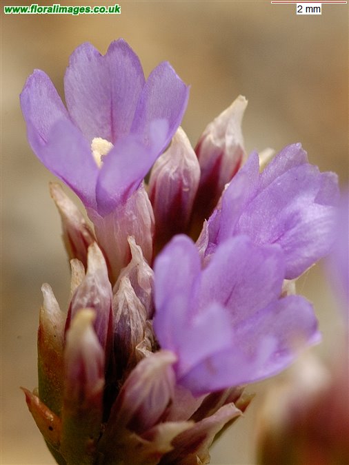 Limonium binervosum agg.