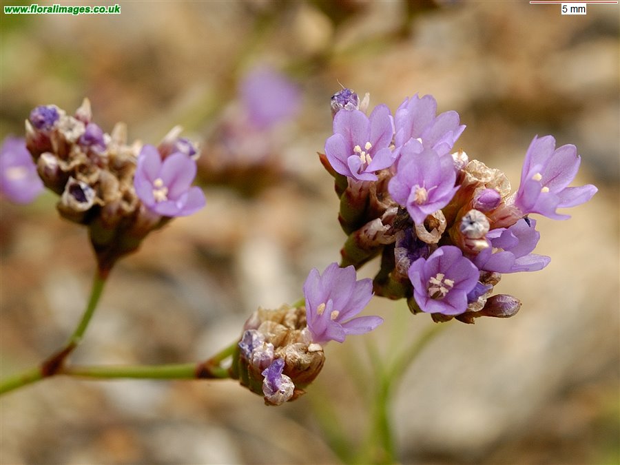Limonium binervosum agg.