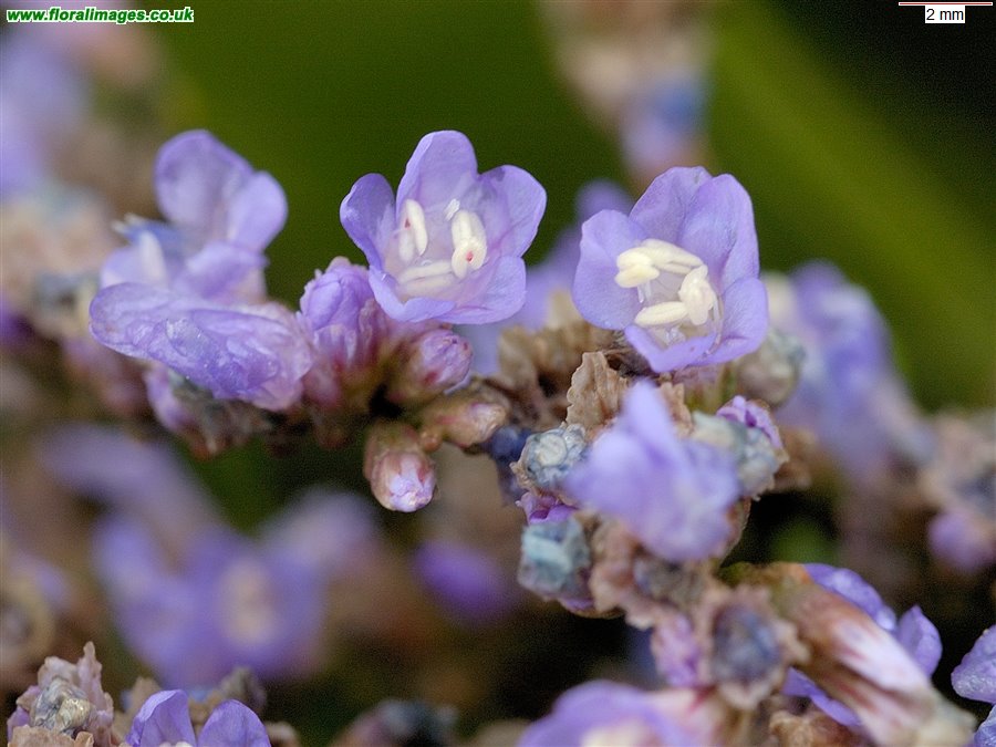 Limonium vulgare