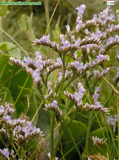 Limonium vulgare