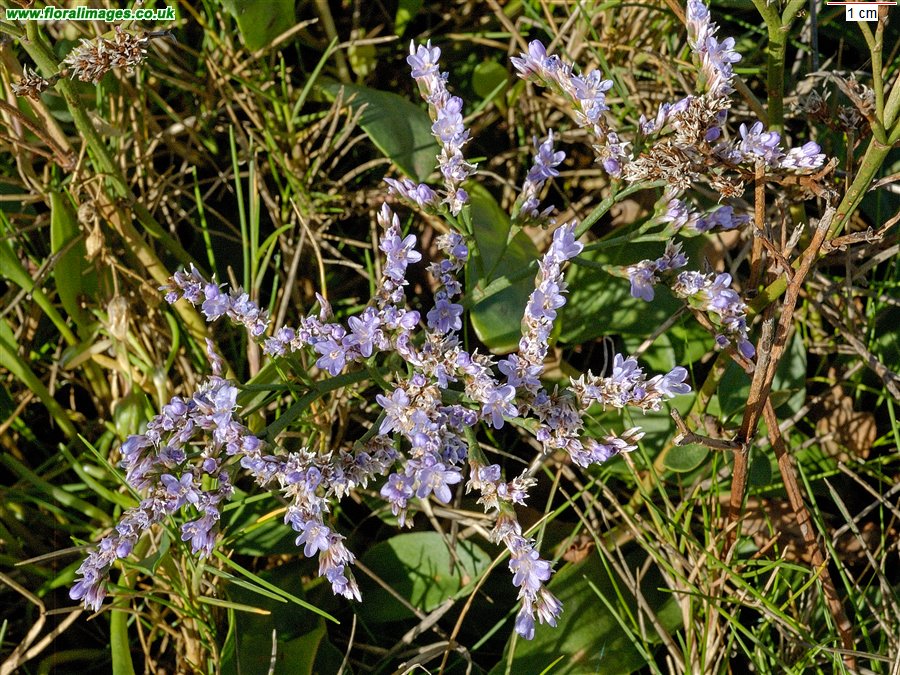 Limonium vulgare