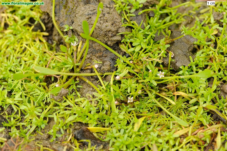 Limosella aquatica