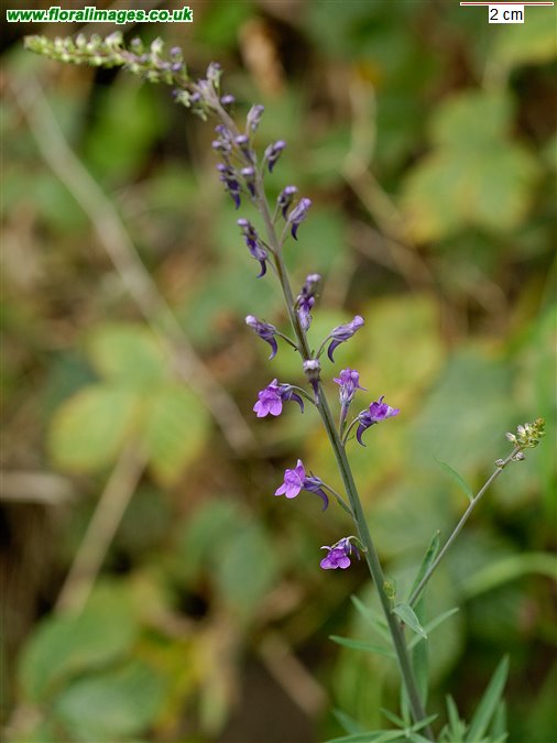 Linaria purpurea