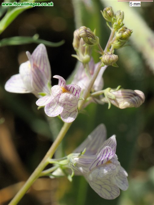 Linaria repens