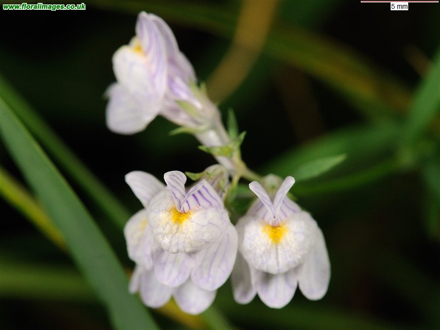 Linaria repens