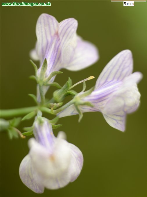 Linaria repens