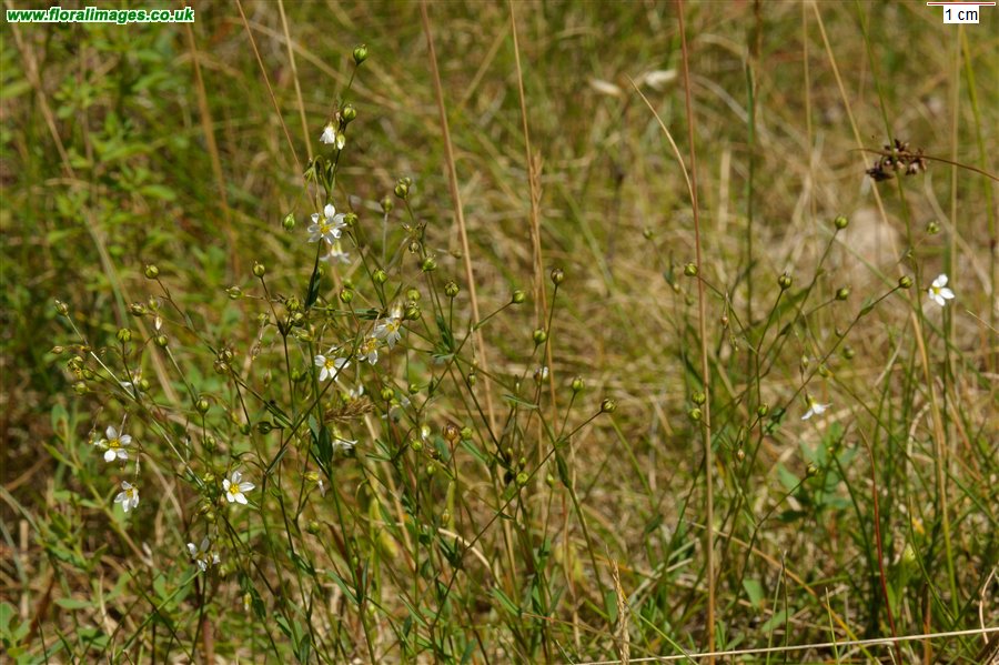 Linum catharticum