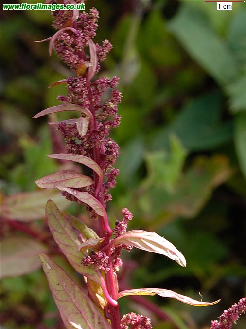 Lipandra polysperma