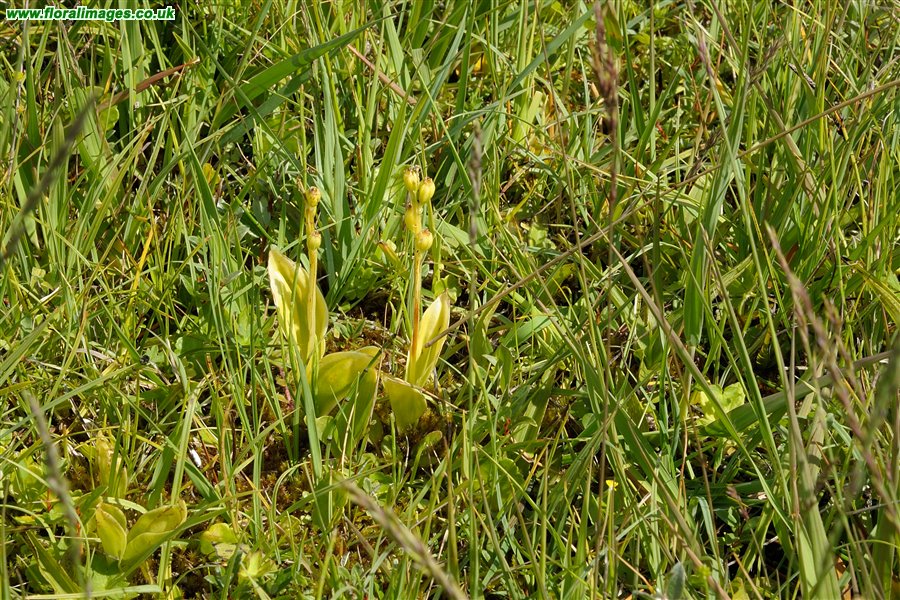 Liparis loeselii