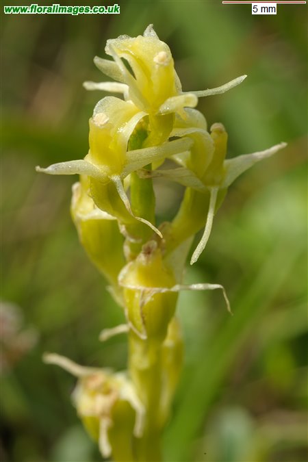 Liparis loeselii