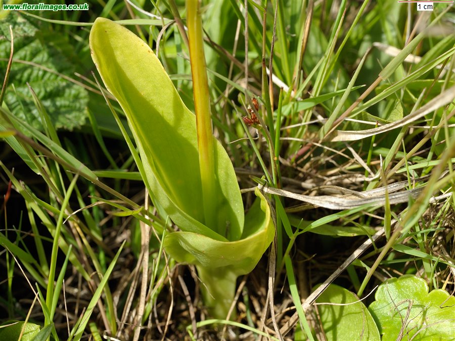 Liparis loeselii