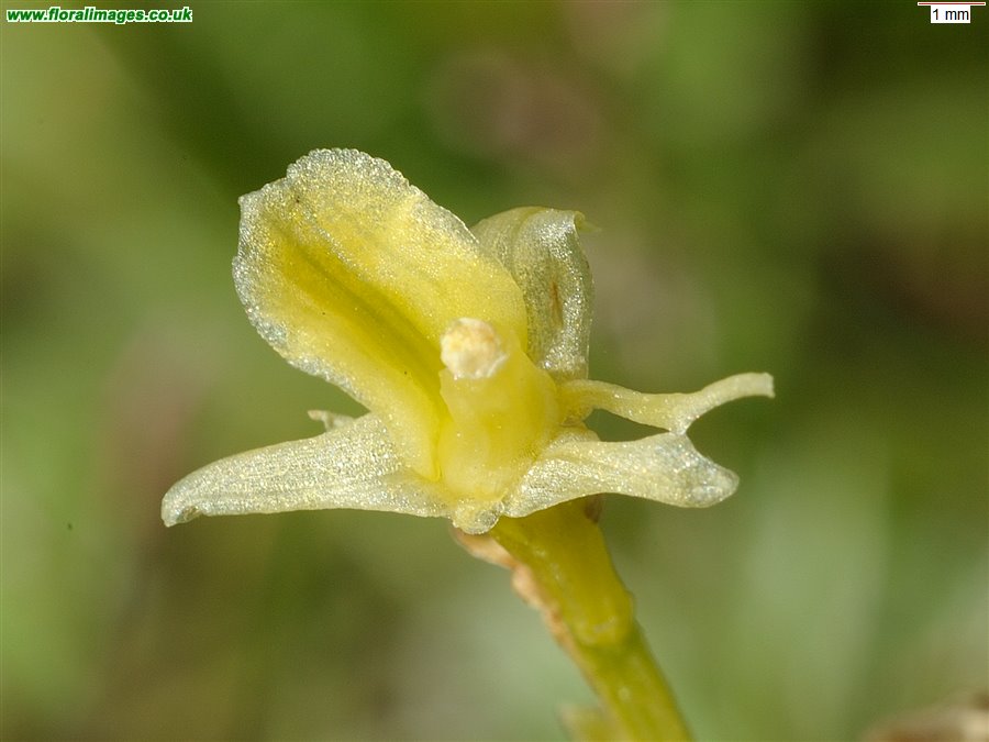 Liparis loeselii