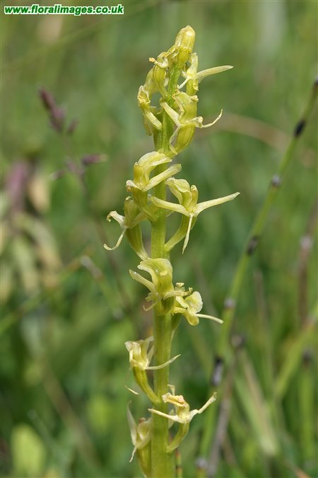 Liparis loeselii