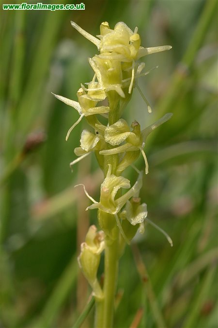 Liparis loeselii