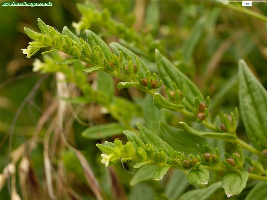 Lithospermum officinale