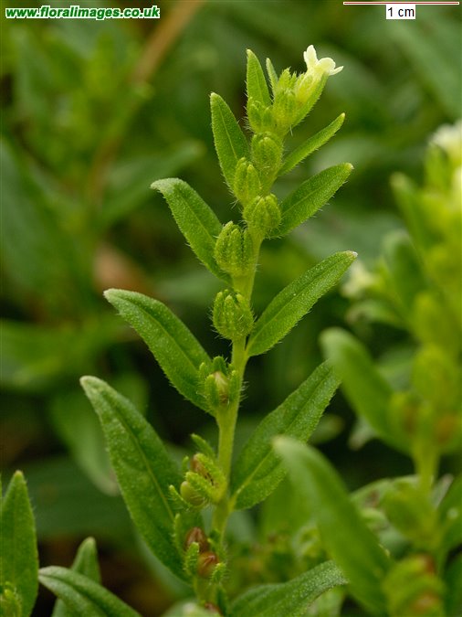 Lithospermum officinale