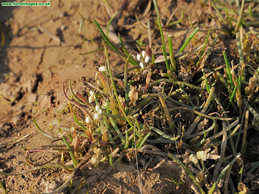 Littorella uniflora