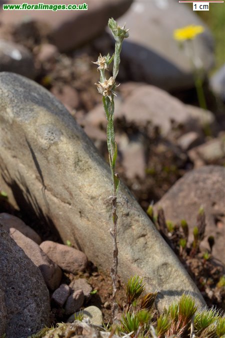 Logfia minima