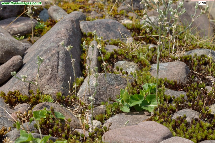 Logfia minima
