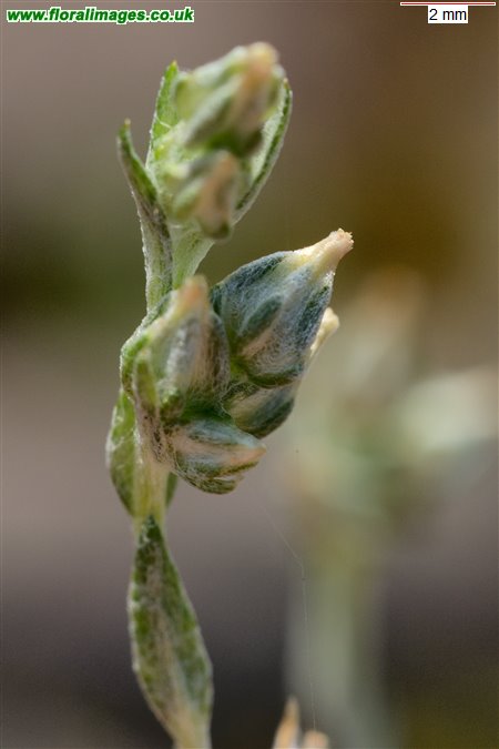 Logfia minima