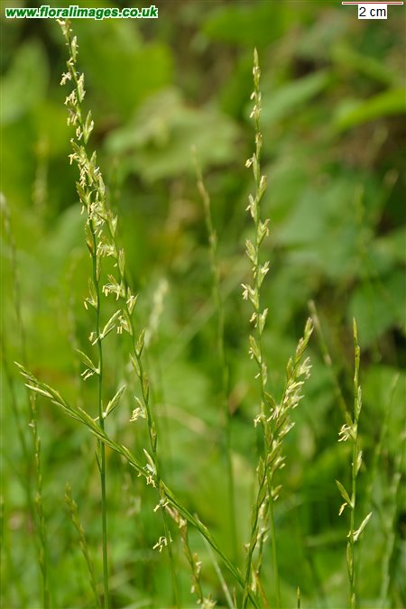 Lolium perenne