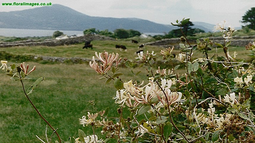 Lonicera periclymenum