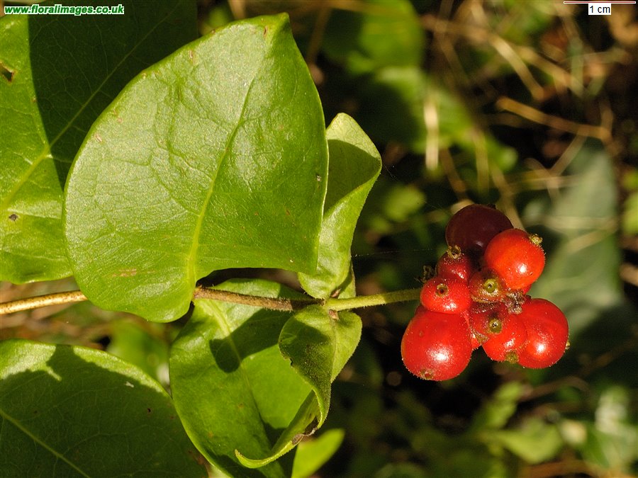 Lonicera periclymenum